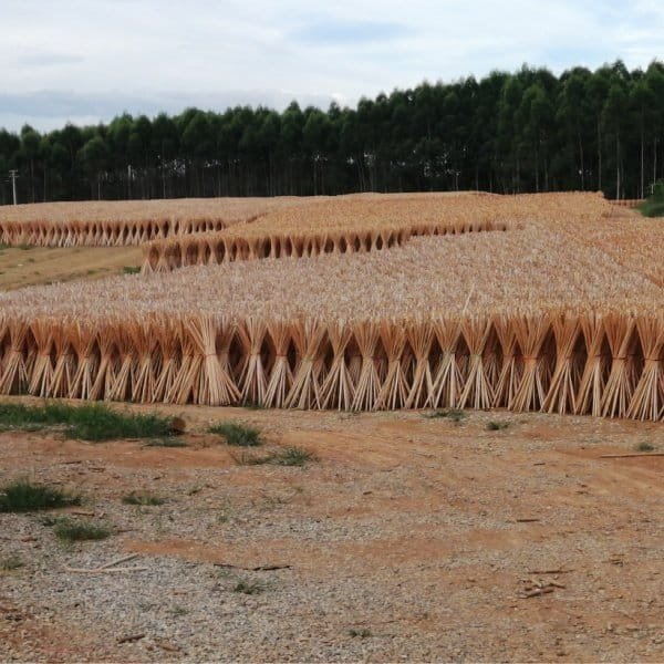 wooden broom handle production – raw eucalyptus broom sticks air-drying at factory yard for moisture control and quality stability