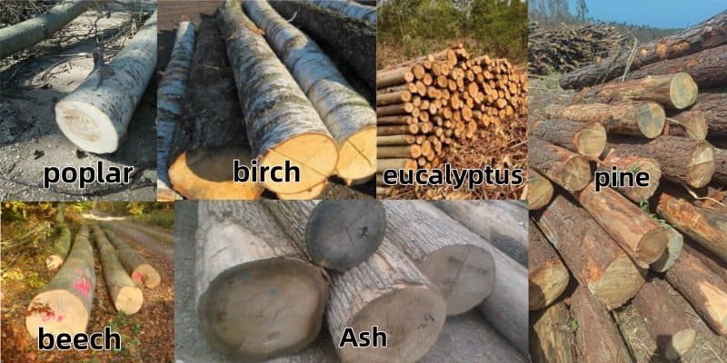 What wood is used for broom handles? 2 Cross section comparison of poplar,birch,eucalyptus,pine,beech,ash for broom handle manufacturing